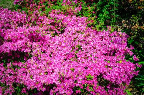 Field Of Bright Pink Rhododendrons Blooming Rhododendron Flowers Stock