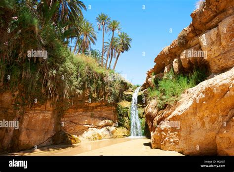 Mides Gorge Waterfall Amongst The Date Palms Of The Sahara Desert Oasis