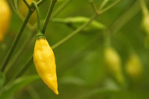 Ripe Yellow Aji Limon Pepper Growing On Plant Garden Photos Garden