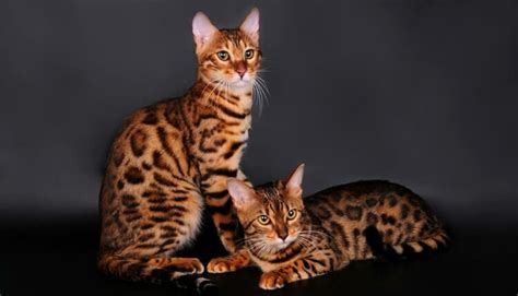 Kucing bengal seperti macan tutul kecil. Kucing Bengal: Harga, Ciri, Karakter, Jenis dan Cara Merawat