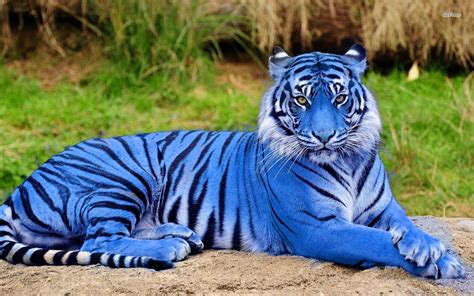 Majestic Maltese Tiger Animali Rari Tigri Blu Animali