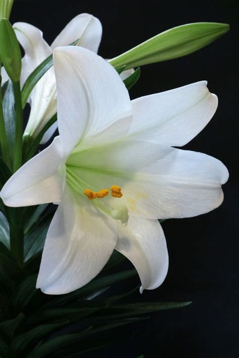 Easter Lily Portrait Free Stock Photo Public Domain Pictures