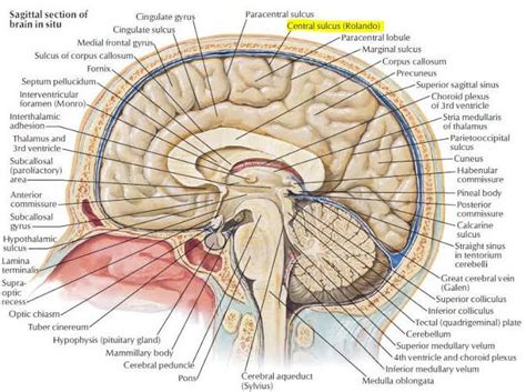 Central Sulcus - Definition, Location (MRI) and Function