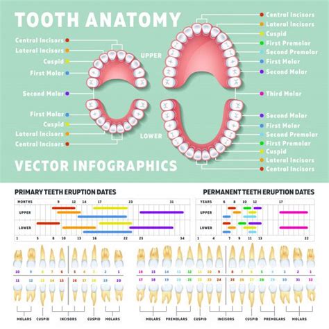 Orthodontist Human Tooth Anatomy Infographics With Teeth Diagrams Teeth Anatomy Dental