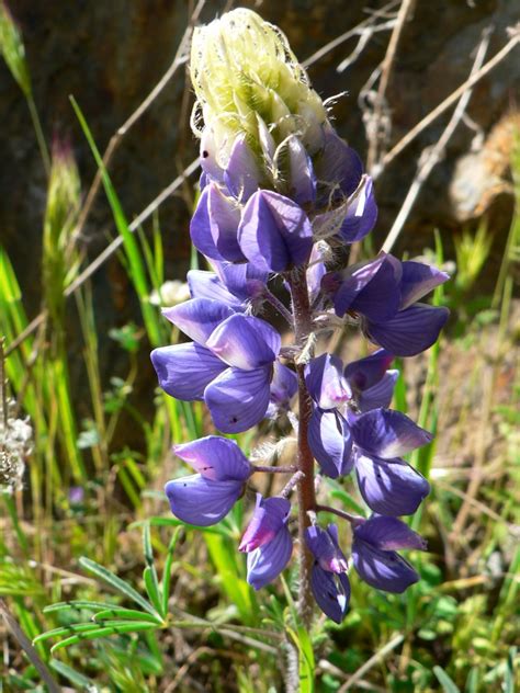 Spring Wildflower Identification In The Merced River Canyon Beaut