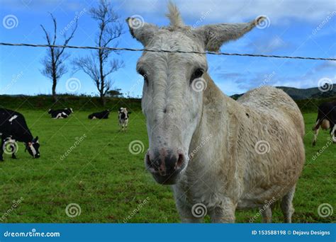 Cute White Donkey In A Field Of Cows Stock Photo Image Of Burro
