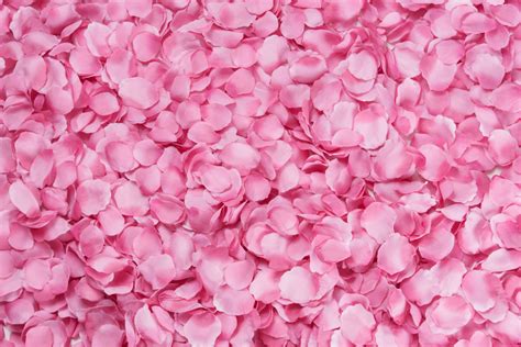 Fotos gratis rosado Pétalos textura flor fondo superficie