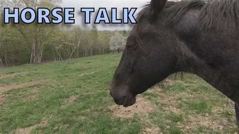Horse Talk Youtube