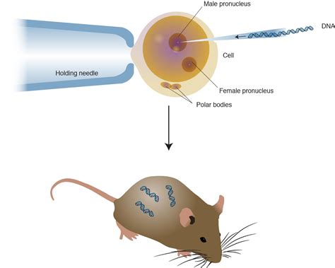 The genes contain chemical blueprints which influence the organisms' traits; Transgenic Organisms - Genetics Generation