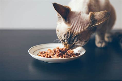 Check spelling or type a new query. 5 Best Wet Cat Foods For Older/Senior Cats: Top Reviews ...