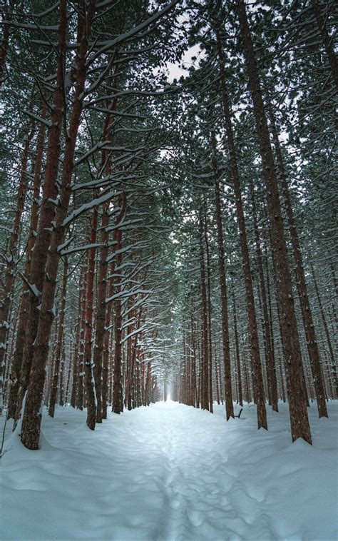 Download Wallpaper 800x1280 Winter Forest Trail Snow Trees Samsung