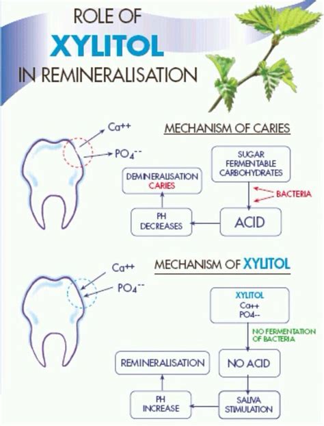 Role Of Xylitol In Remineralisation In Biogeochemistry