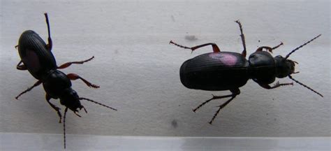 Sex In Ground Beetles