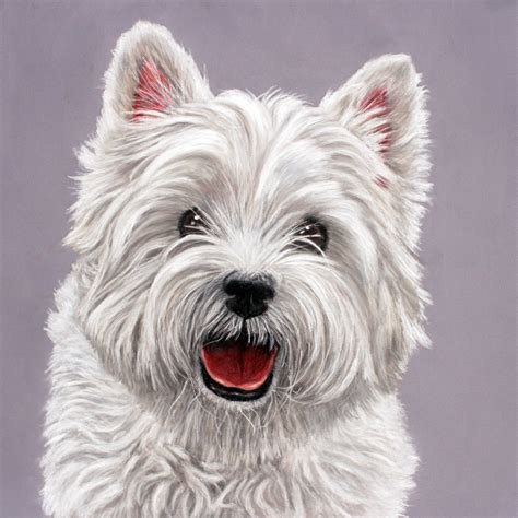 Paint your pet's portrait from a photo. Westie time | Sarahs Pet Portraits