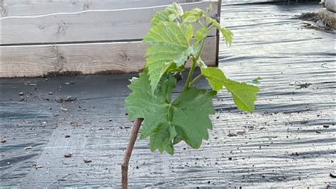 How To Root Grape Vine Plant Cuttings Easily 🍇 Will Grape Vine Hardwood
