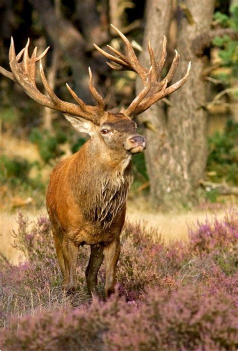European Red Deer Stag Standing In Heather Majestic Fellow With An