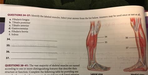 Almost every muscle constitutes one part of a pair of identical bilateral. Solved: QUESTIONS 34-37: Identify The Labeled Muscles, Sel ...