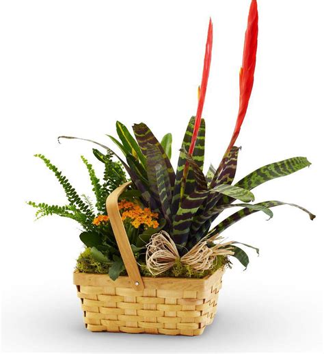 Florist Designed Green Plants In A Basket Avas Flowers