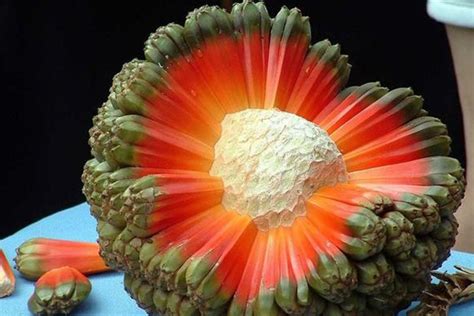 We did not find results for: Hala Fruit: The fruit that looks like an exploding planet