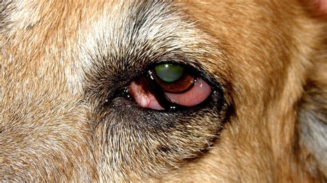 Dog Eye Injury Pictures Injury Choices