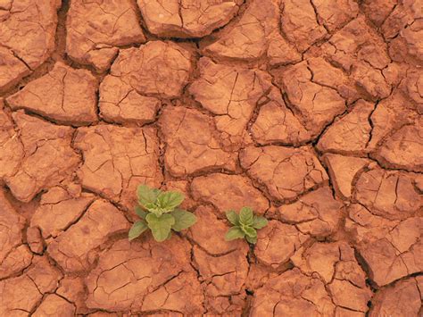 desertification a challenge for science site web ird