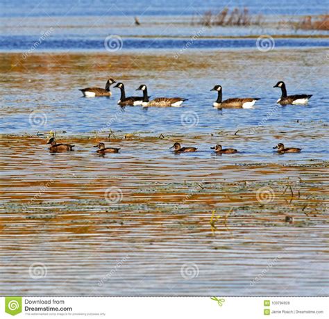 Ducks Canadian Geese Pond Stock Photo Image Of Bird 103794928