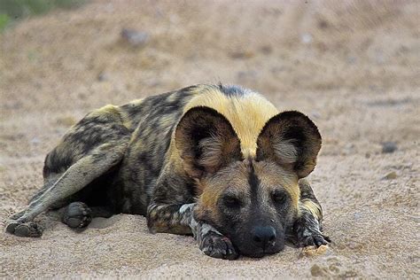 African Wild Dog Lycaon Pictus Endangered A Photo On Flickriver