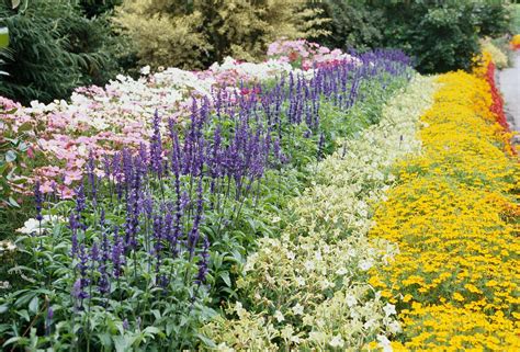 19 Top Annual Plant Pairings For Summer Long Color In 2020 Annual