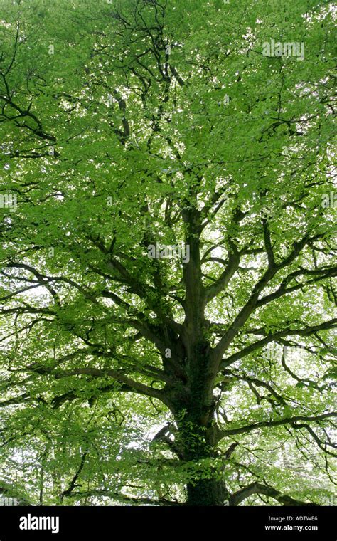 Fagus Sylvatica Mature Beech Tree In Early Summer Stock Photo Alamy