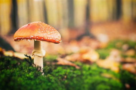 Free Images Natural Landscape Nature Agaric Agaricaceae Edible
