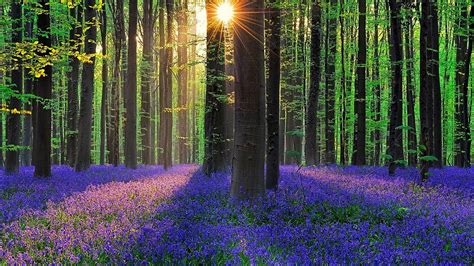 See a recent post on tumblr from @te5seract about hallerbos. Bluebell forest at spring (Hallerbos, Belgium) wallpaper ...
