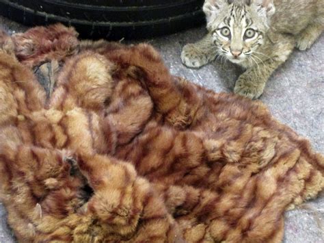 Born Free Usa Seeks Used Fur Items To Comfort