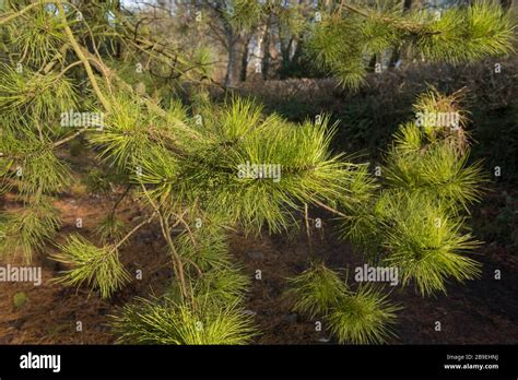 Winter Foliage And Cones Of An Evergreen Chinese Red Pine Tree Pinus
