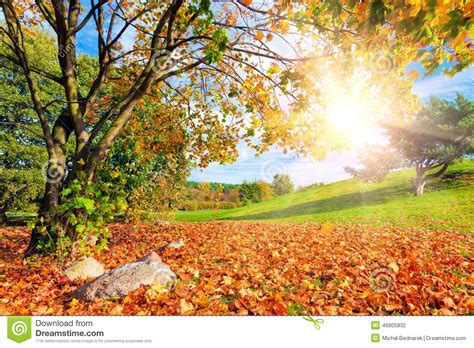 Autumn Fall Landscape With A Tree Sun Shining Stock Photo Image Of
