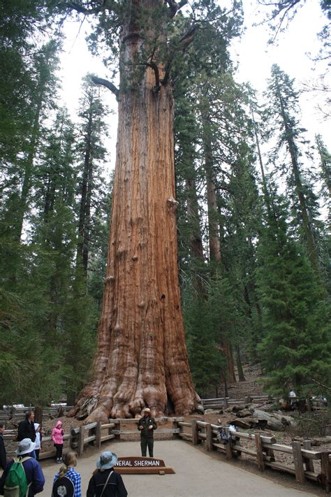 General Sherman Tree Sequoia National Park Tree Sequoia General