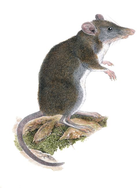 Two New Species Of Tweezer Beaked Hopping Rats Discovered In Philippines