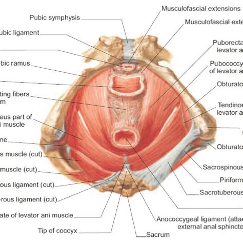 Endopelvic Fascia And Uterosacral Ligament Usl Pelvic Viscera And Download Scientific