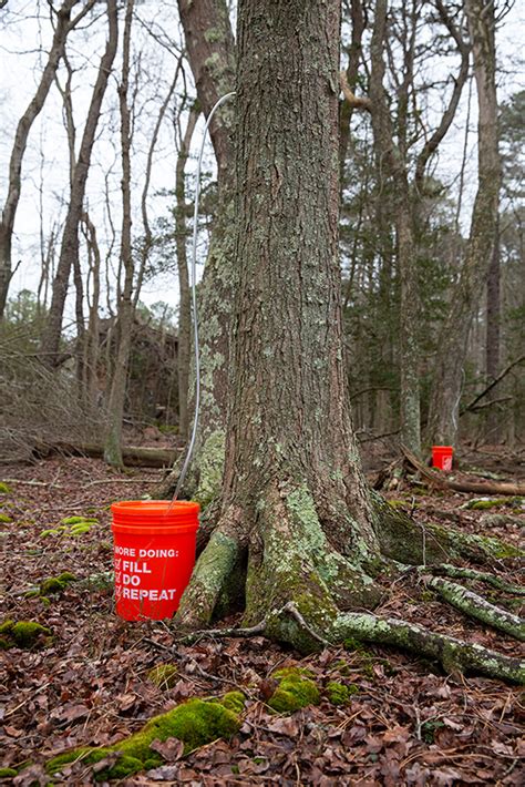 Tapping Into South Jersey Maple Trees The Essential Elements Fall