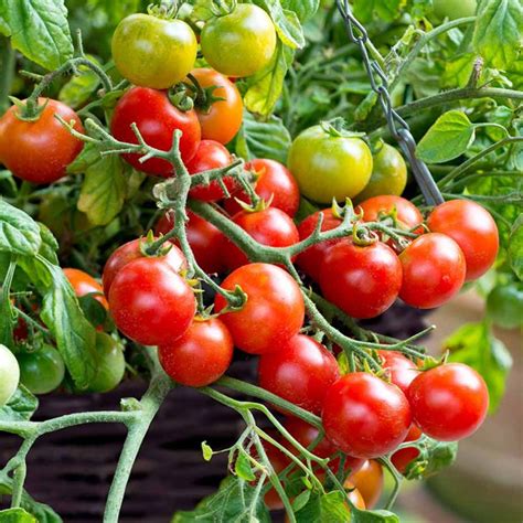 Tomato Seeds F1 Tumbling Bella Terenzo Beetham Nurseries