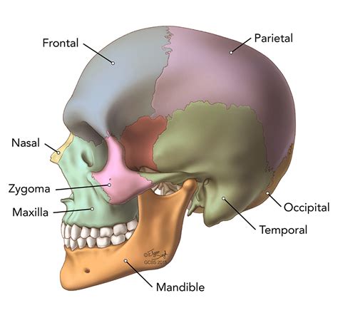 Excluding ear ossicles, it is made of 22 bones. Brain Anatomy - Goodman Campbell