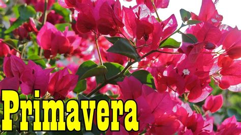 From vulgar latin *prīmavēra, from latin prīmus (first) + vēr (spring). Mondini Plantas: Como Cultivar Primavera - YouTube
