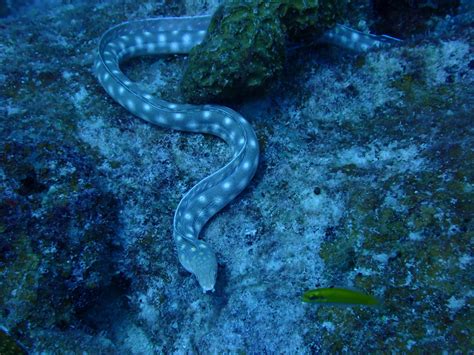 Long Standing Mystery How Do Eels Reproduce Science Times