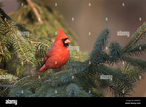 Male Northern Cardinal Cardinalis Cardinalis In Pine Tree Stock Photo