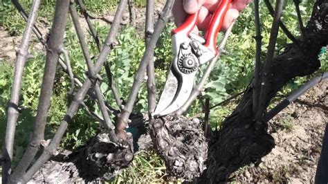 Spur Pruning Grape Vines With Robert Jordan Youtube