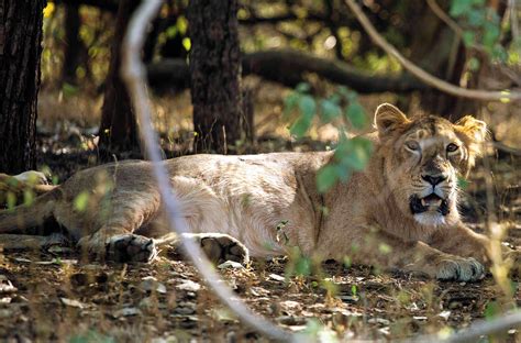 Gir Forest National Park The Last Lions