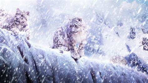 Wallpaper Animals Nature Winter Ice Frost Arctic Snow Leopards