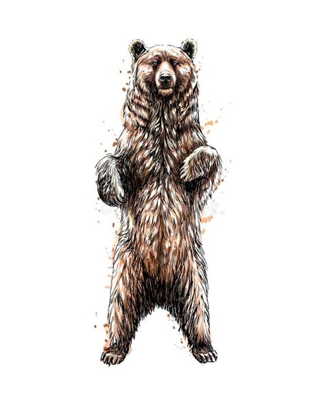 Grizzly Bear Standing Clipart