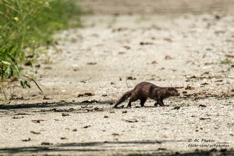 Mink Monday Engangered Everglades Mink Everglades Mink Flickr