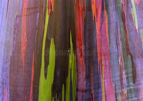 Rainbow Painted Eucalyptus Gum Tree Bark Background Stock Image