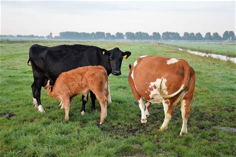 Cow And Calves Free Stock Photo Public Domain Pictures